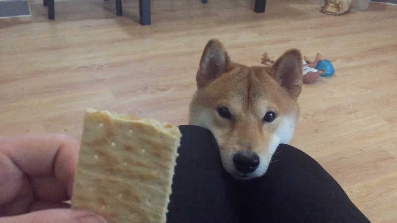 Adorable Shiba Inu Begs For Snacks