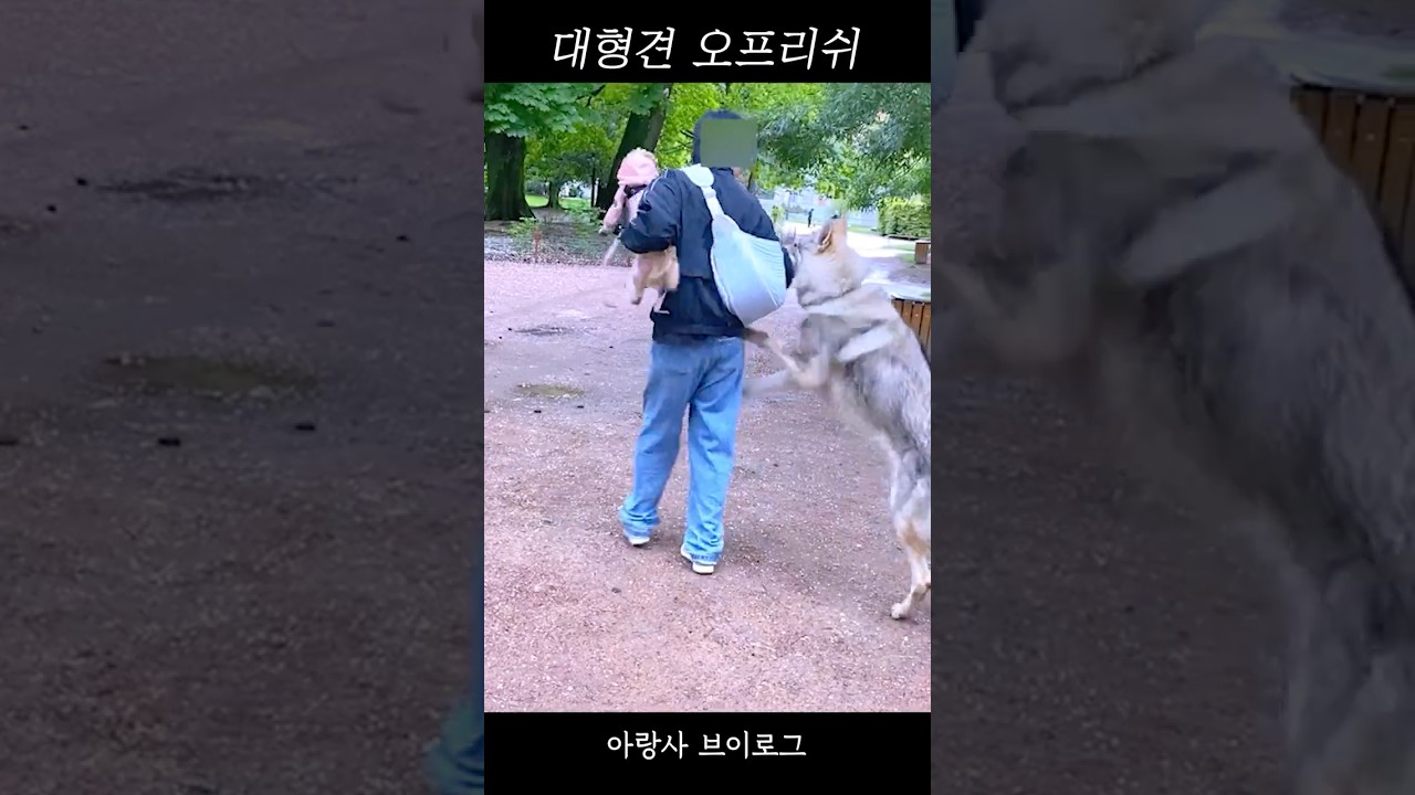 대형견 오프리쉬 입마개 해야하는 이유