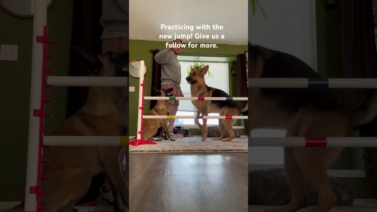 #dog #dogtraining #puppy #malinois #gsd #tips #tipsandtricks #training #tricks #puppies #dogs