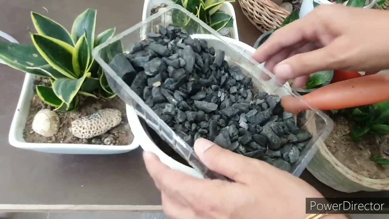 Dwarf Snake plants Bird Nest kind die because of 3 reasons//Check Solutions
