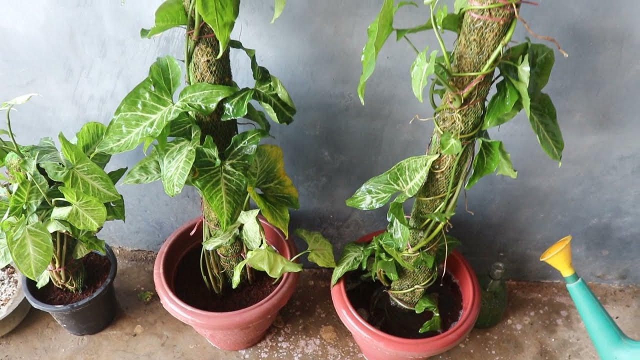 How to Grow Syngonium with Moss Stick ।। सिंगोनियम लगाए मोस स्टिक के साथ