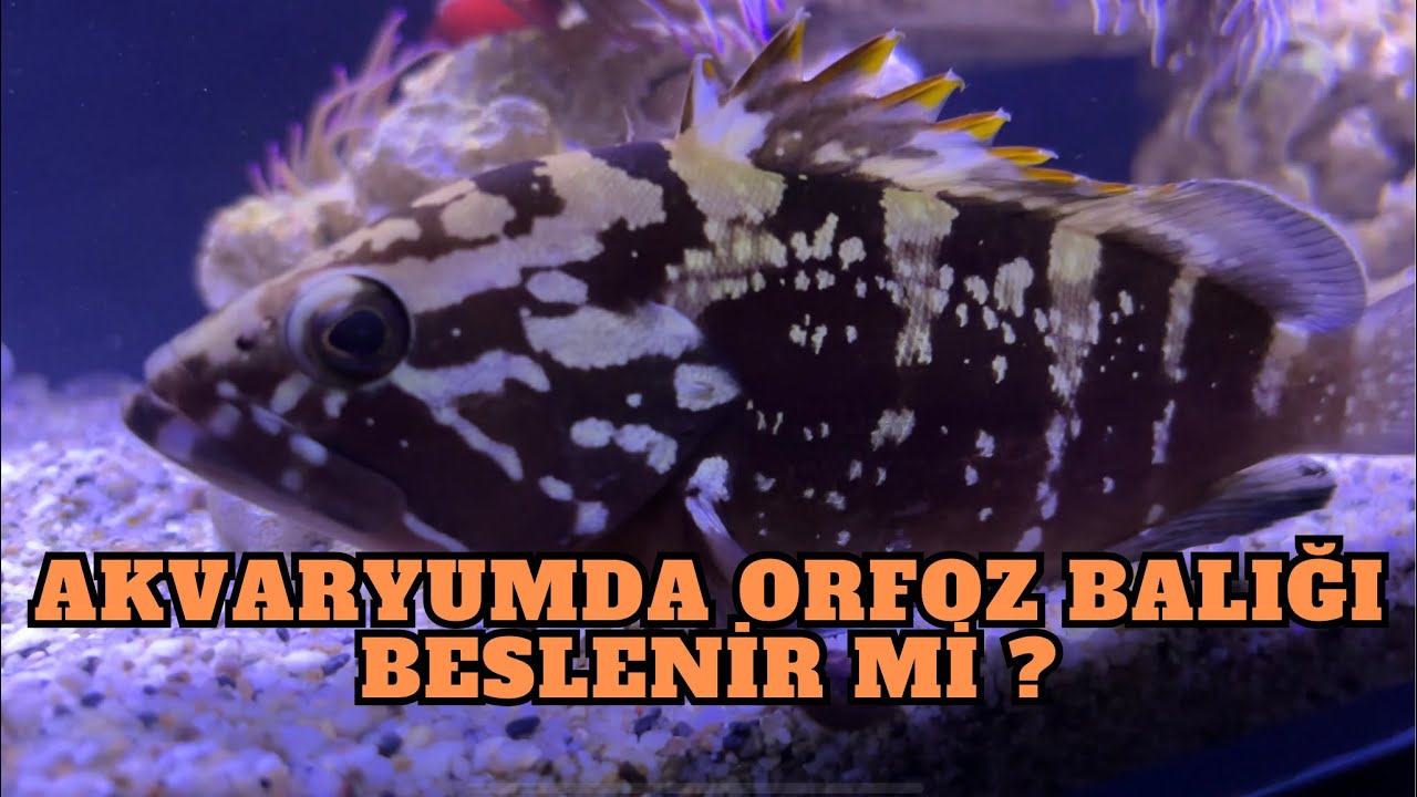 Akvaryumda Orfoz Balığı ve Domuz Balığı (Dikenli Cütre) Beslenir Mi ?
