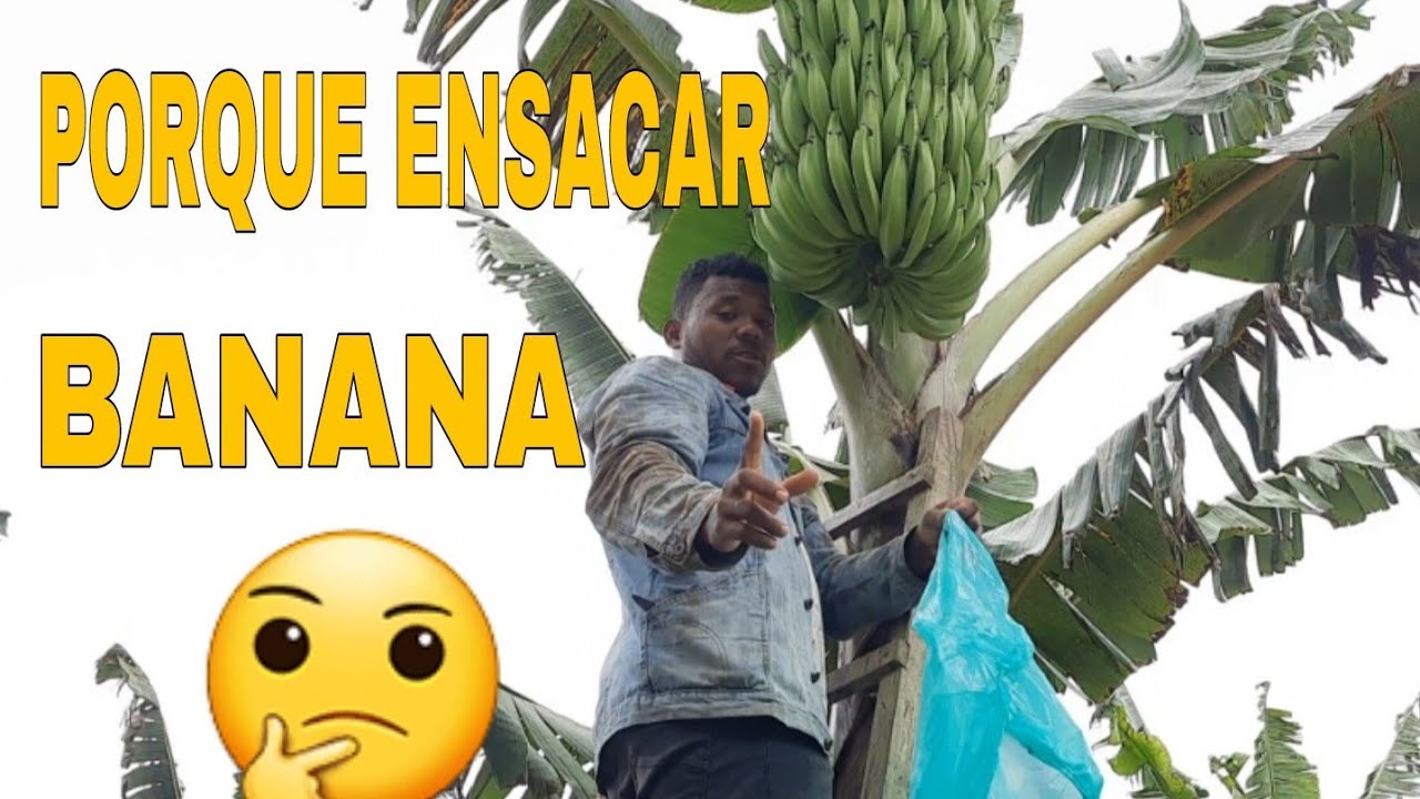 🛑 COMO ENSACAR BANANA 😱😱😱