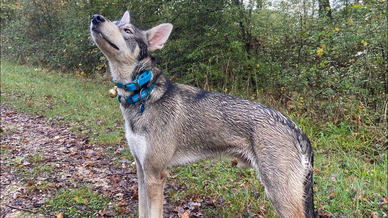 Sortie CaniVTT avec Titan -  14 mois - Alaskan Husky