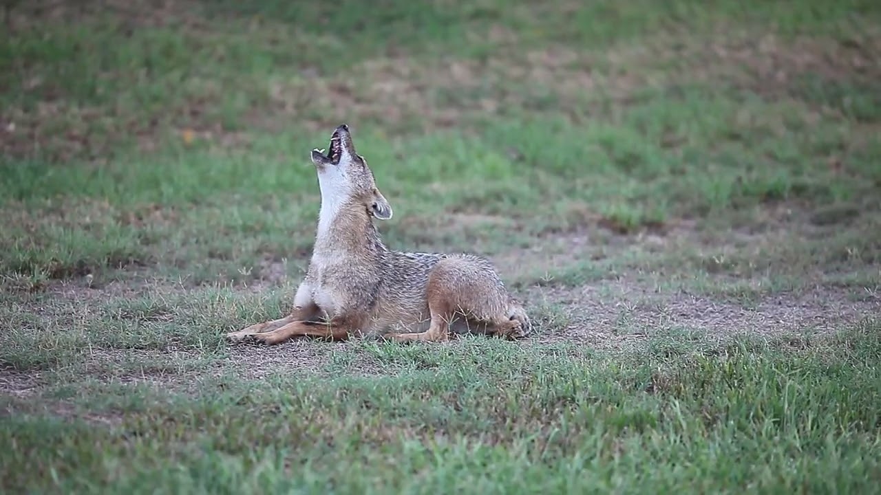 JACKAL HOWLING