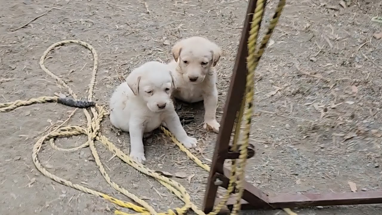Sabado Por La Mañana Con #MasklessRefugee 🤠 En Chamal Nuevo Tamaulipas Mexico 🇲🇽