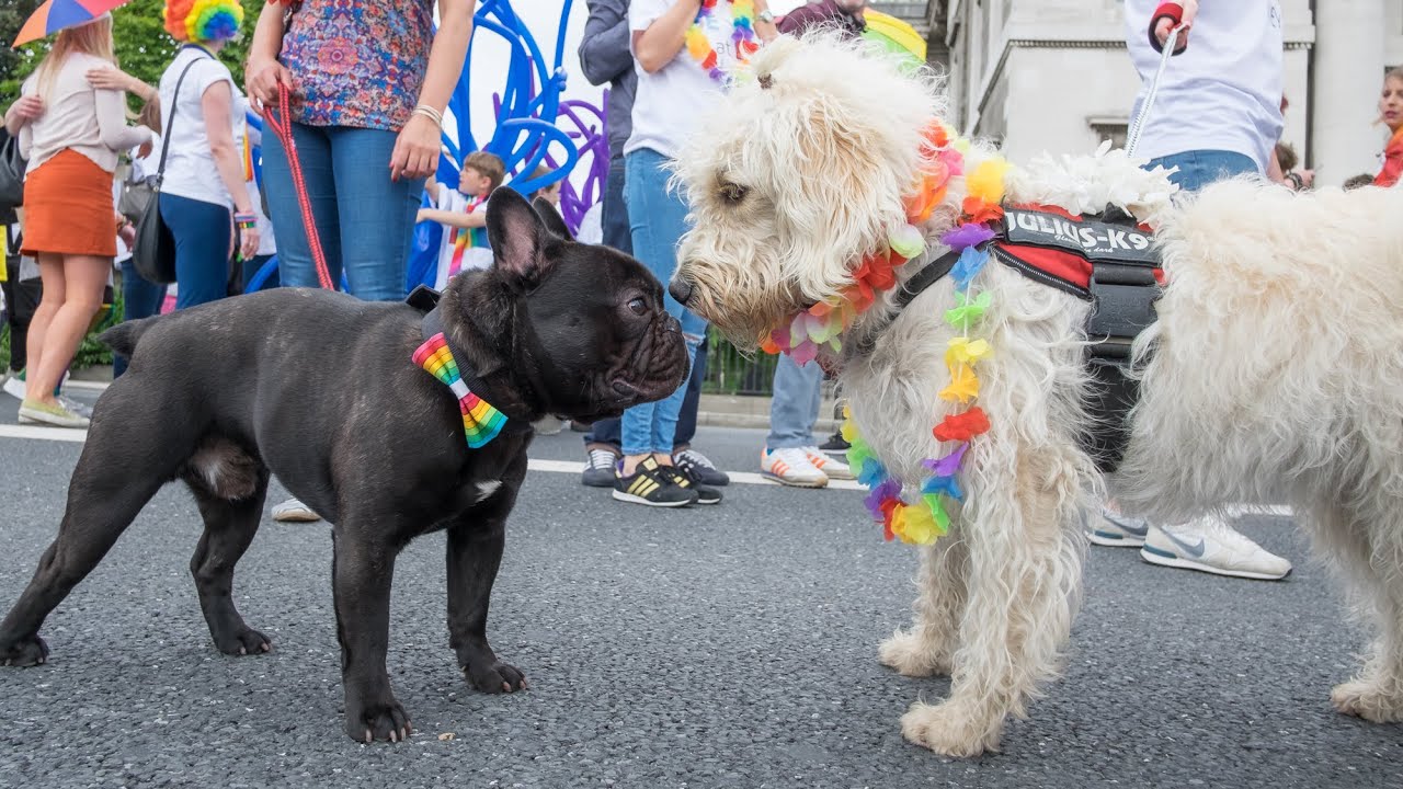 FOLLOW ME AROUND: Dublin Pride Parade 2016