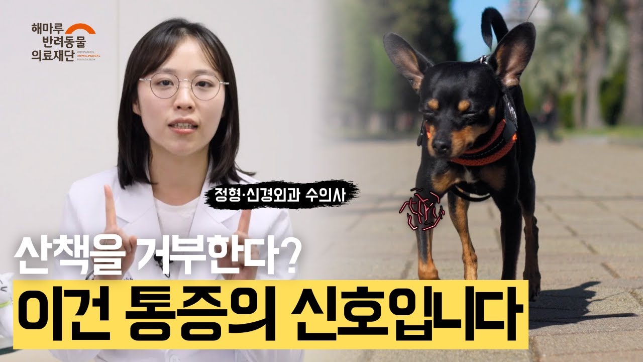 반려견 산책으로 알 수 있는 내 아이의 긴급 SOS 신호 l 산책 계획이라면 필수 시청