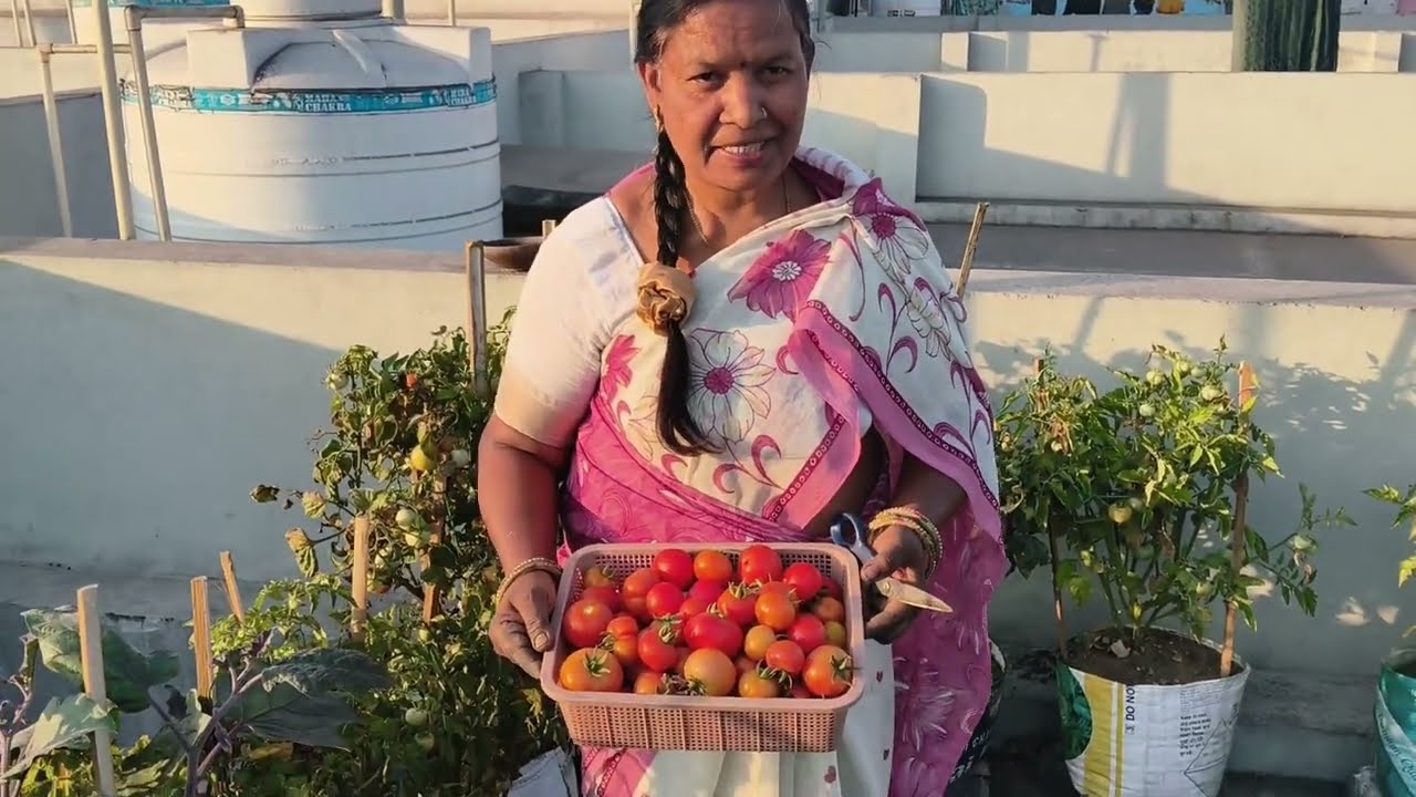 दोस्तो ये मेरी पहली वीडियो है कैसी लगी बताईये। आज मैंने टमाटर बैगन हमारी गिलकी की कटाई की है