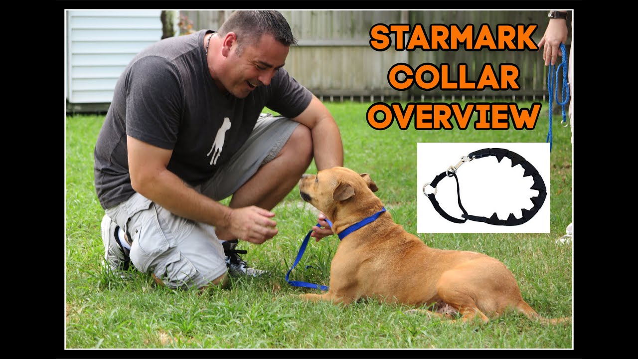 how to use starmark collar overview. prong collar. Zoom video consult