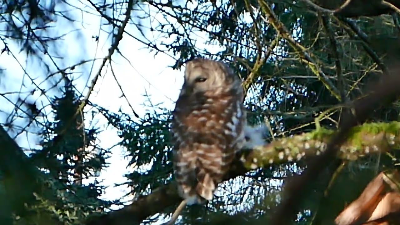 Barred Owl and Hummingbird IMG 2789
