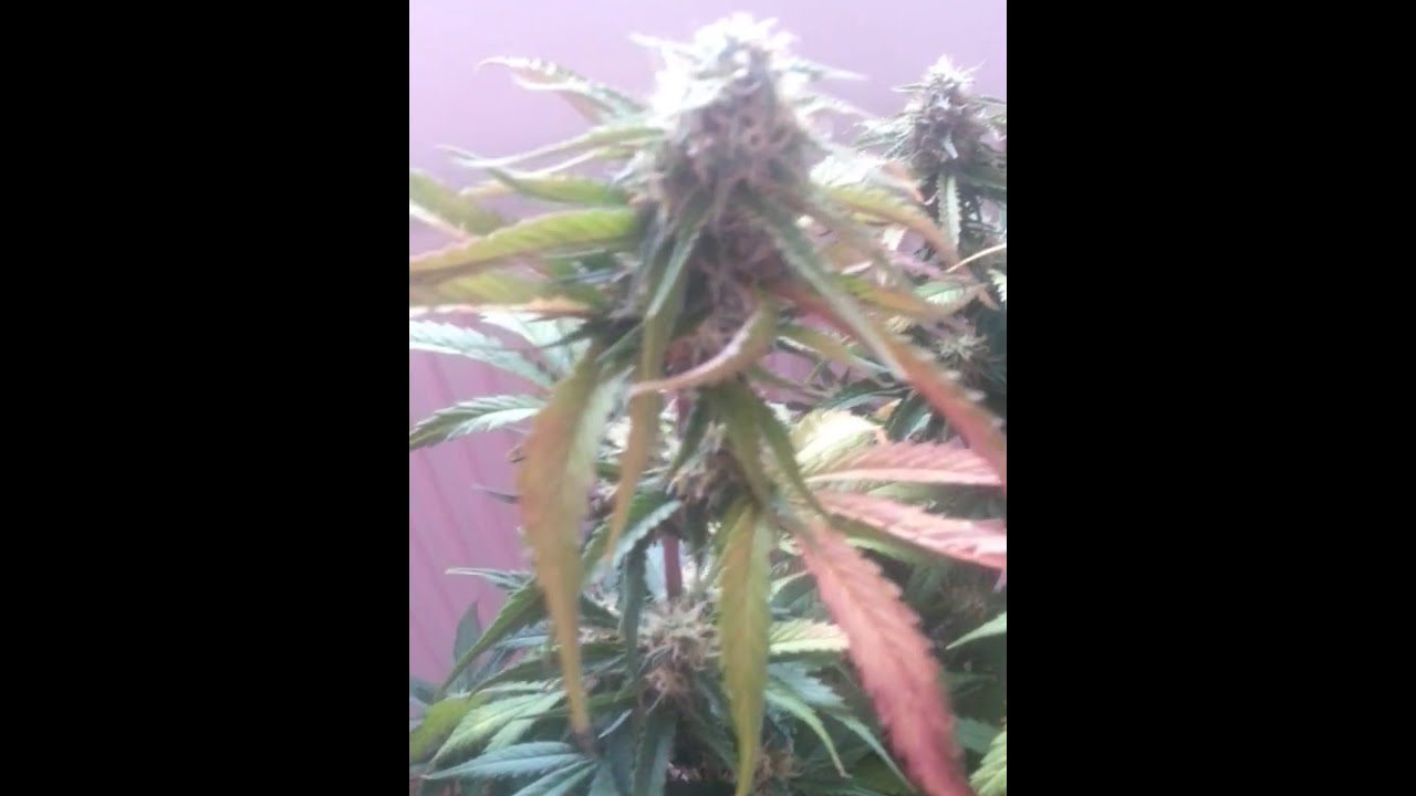 Mars hyrdo 300w mexicanske Airlines fastbud