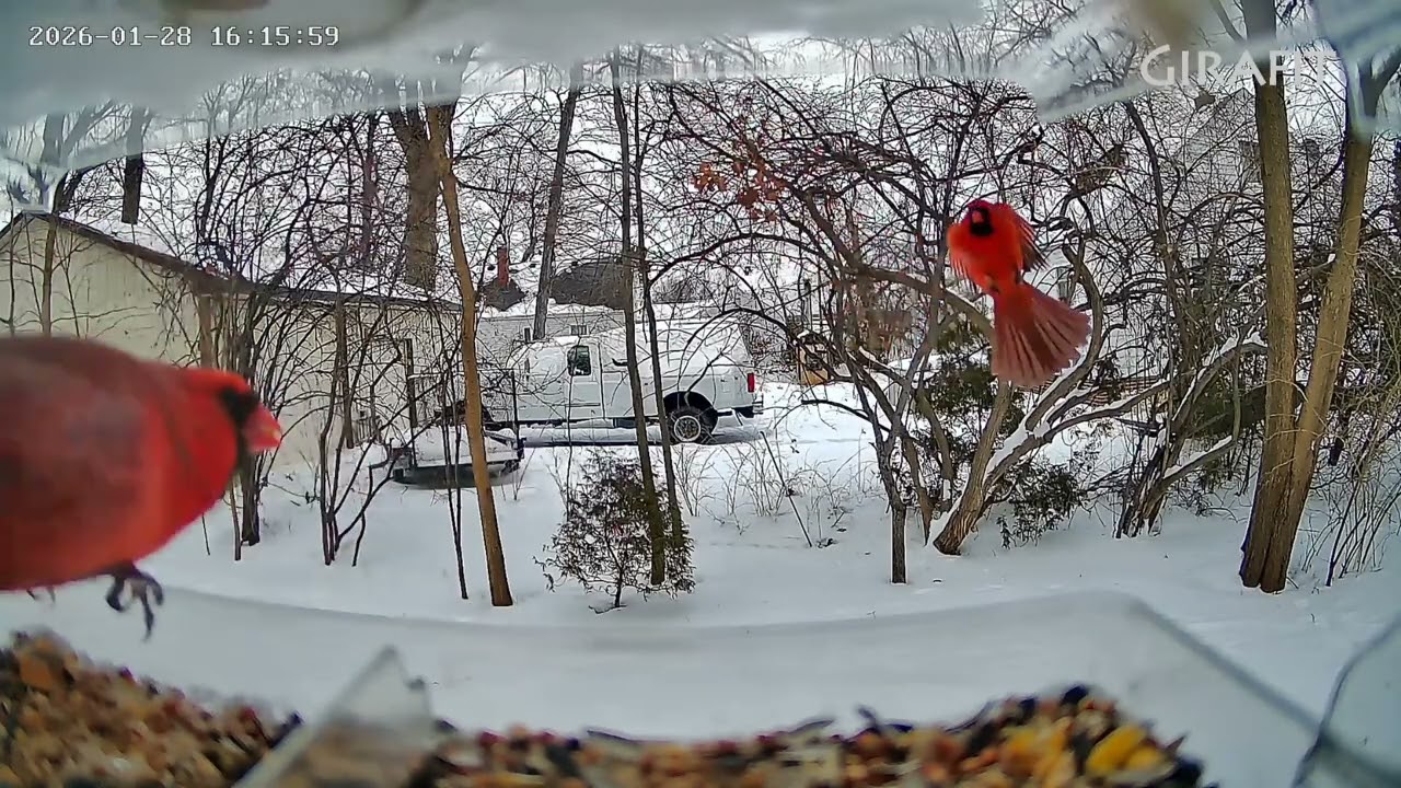 All the birds at my feeder 