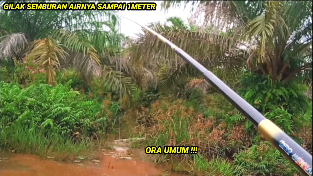 GANAS..! MANCING IKAN GABUS PAKAI UMPAN KODOK ASLI DENGAN TEHNIK MENGENTUL UMPAN DISAMBAR DAHSYAT