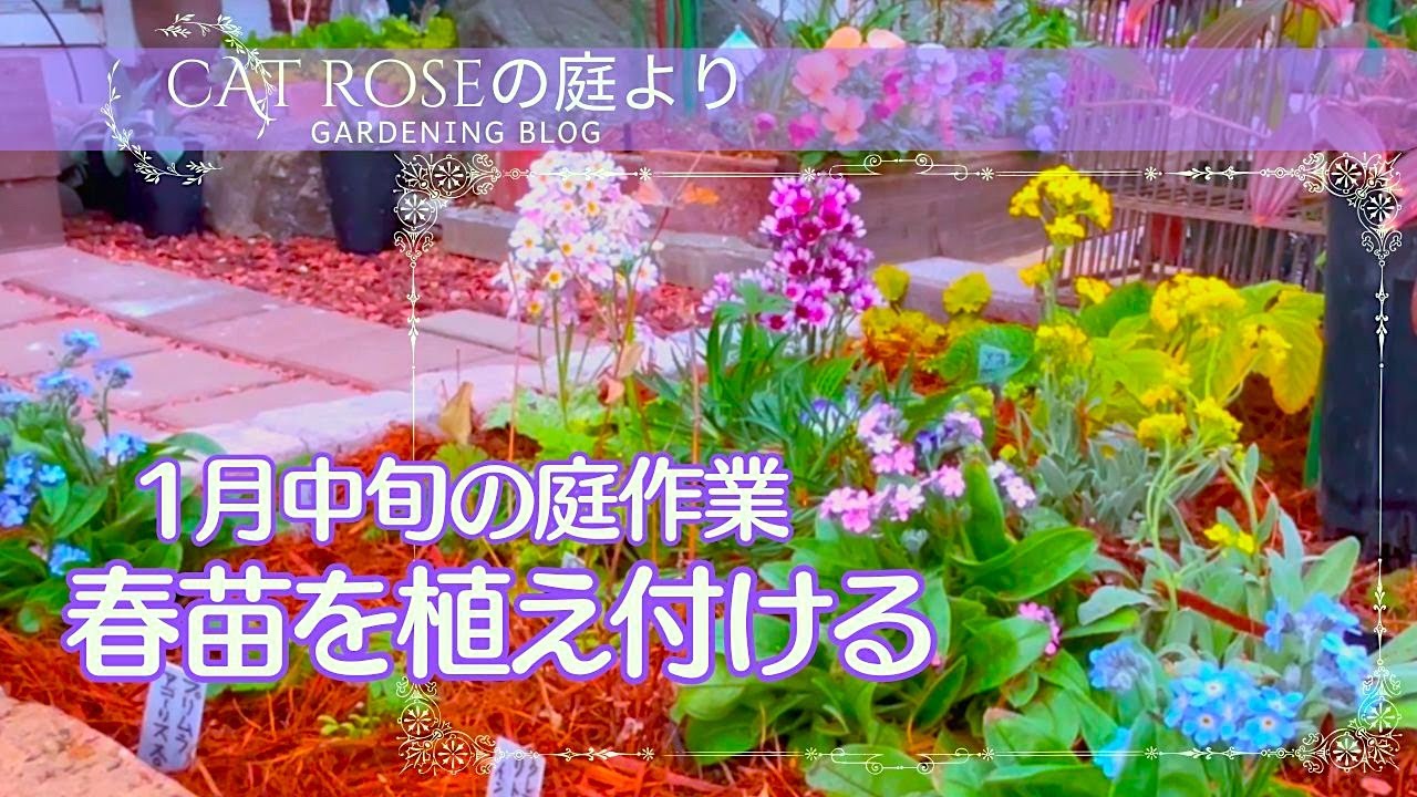 【ガーデニング】     春の花を植える　春咲山野草の手入れ　簡易温室の植物の様子　種蒔き苗の成長　１月中旬の庭作業
