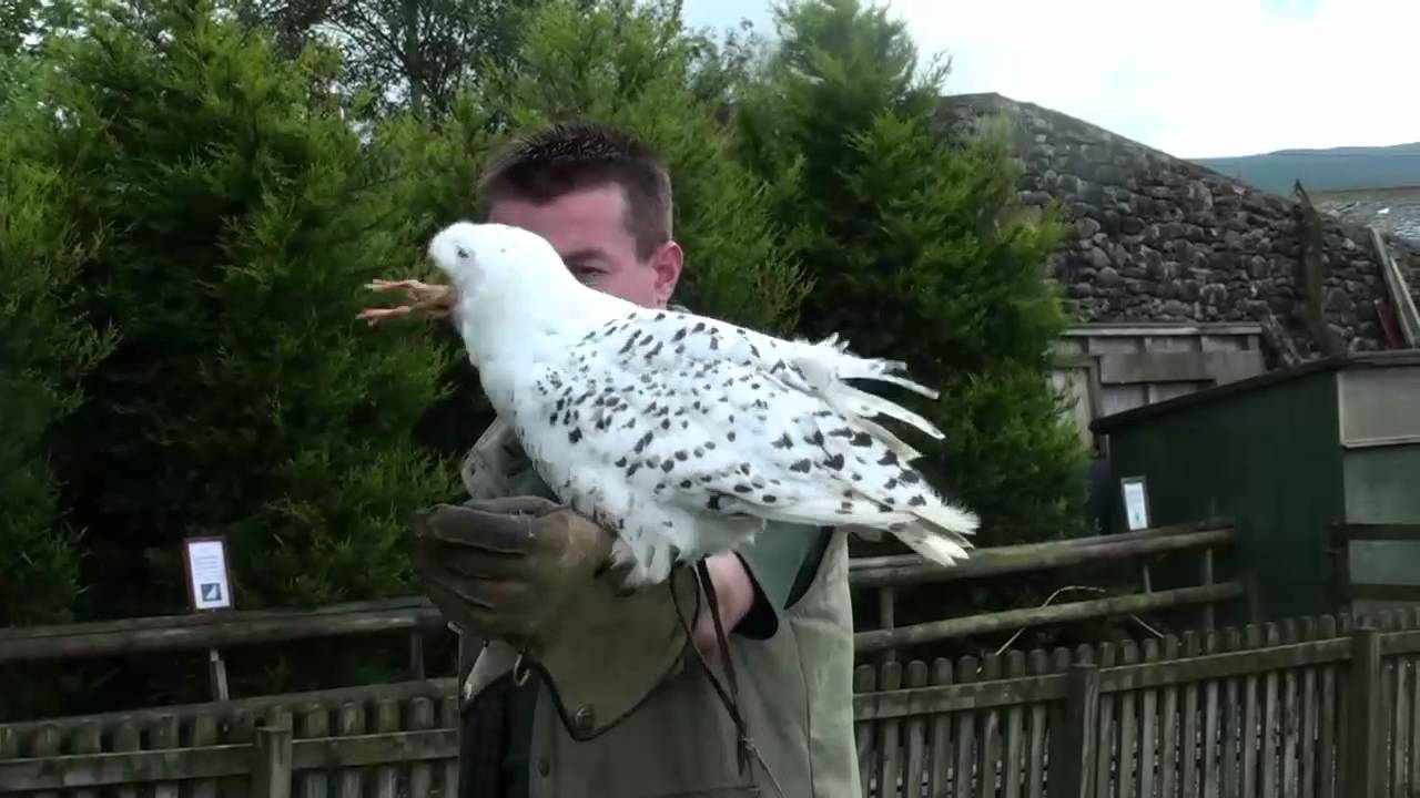 settle falconry