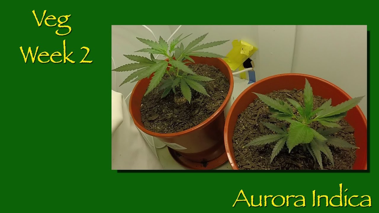 Week 2 Veg Aurora Indica CFL Setup Marijuana Plants