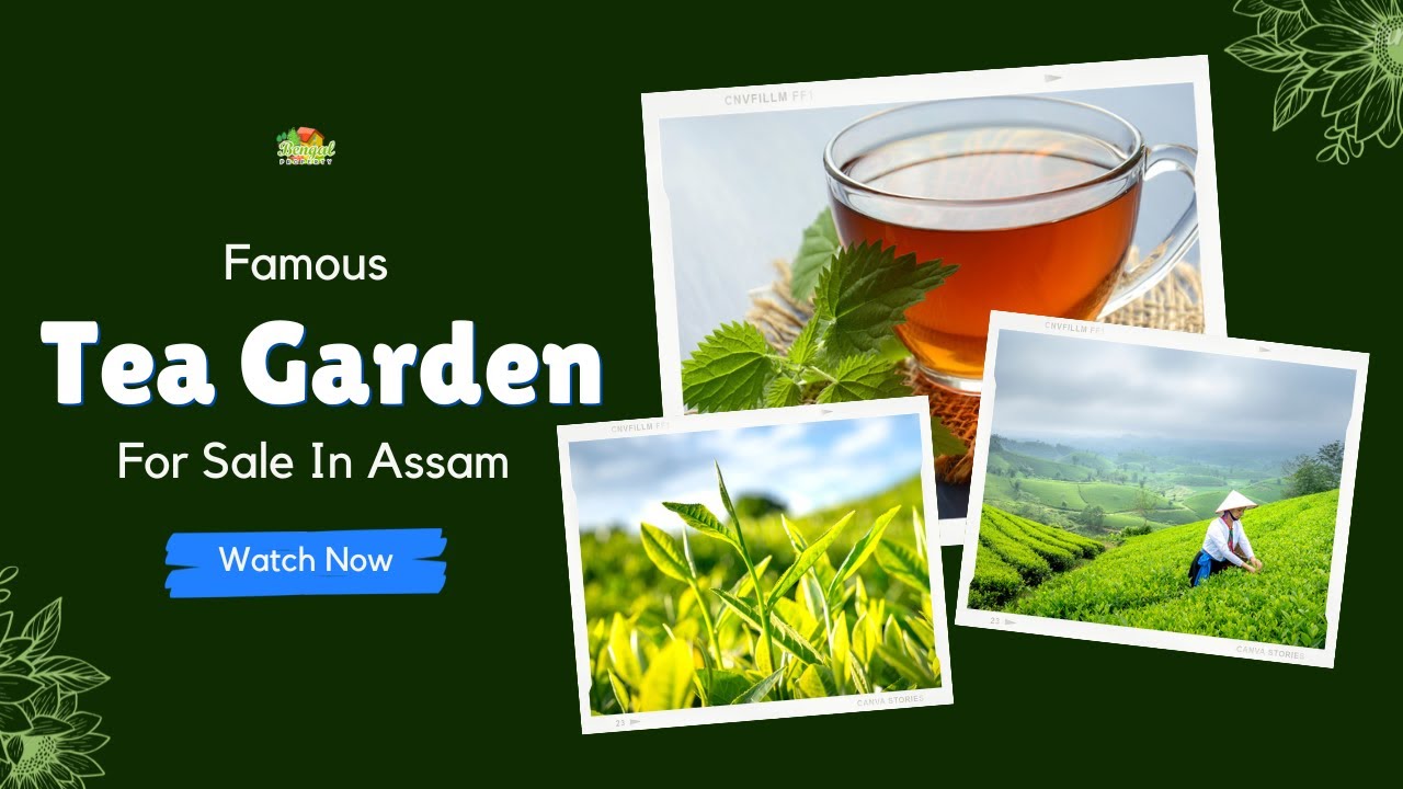 Famous Tea Gardens Are Available For Sale in Assam