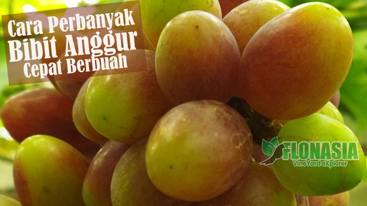 [Info Keren] Cara Bikin Bibit Anggur Cepat Berbuah Ala Supri Marinir