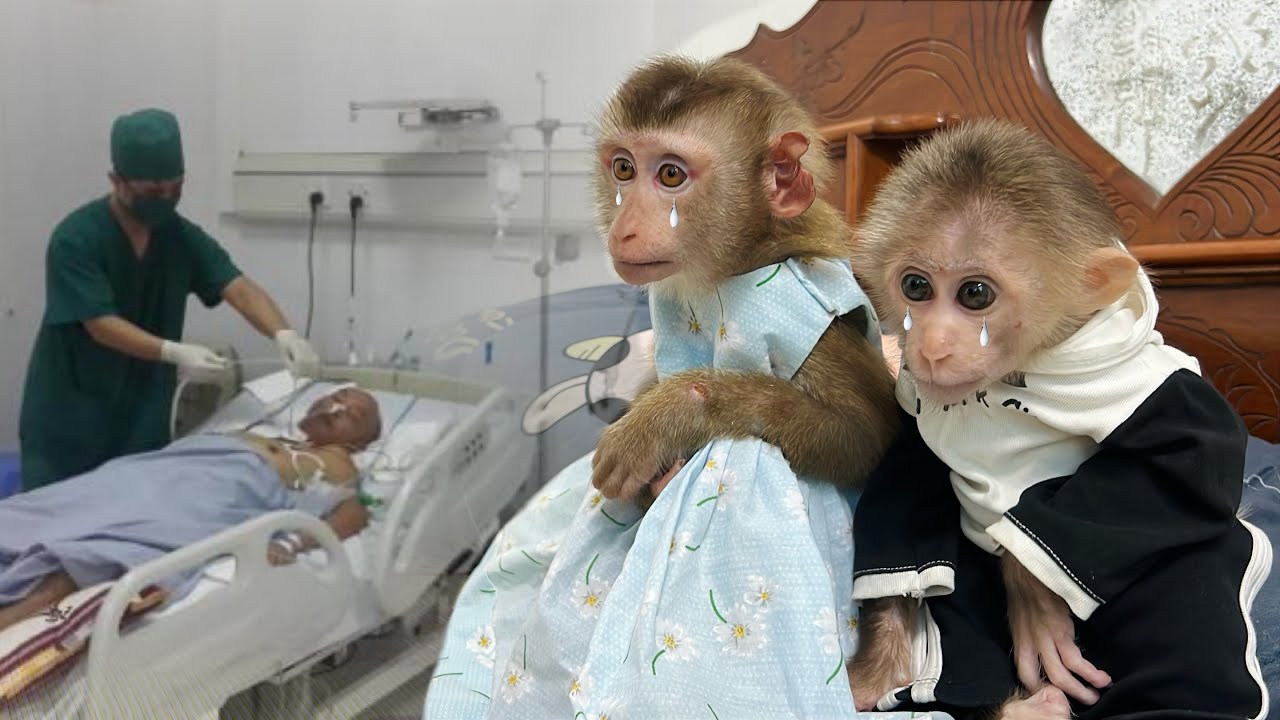 Monkey Tina and Xuka were so sad when they heard that their father was seriously ill.