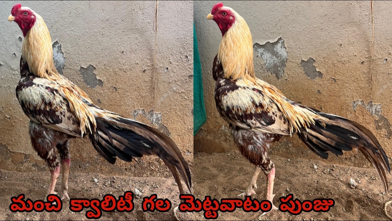 మెట్టవాటం గల పుంజు అమ్మబడును||Bhimavaram Line||6303507138||Mettavatam Punju||#mettavatam.!
