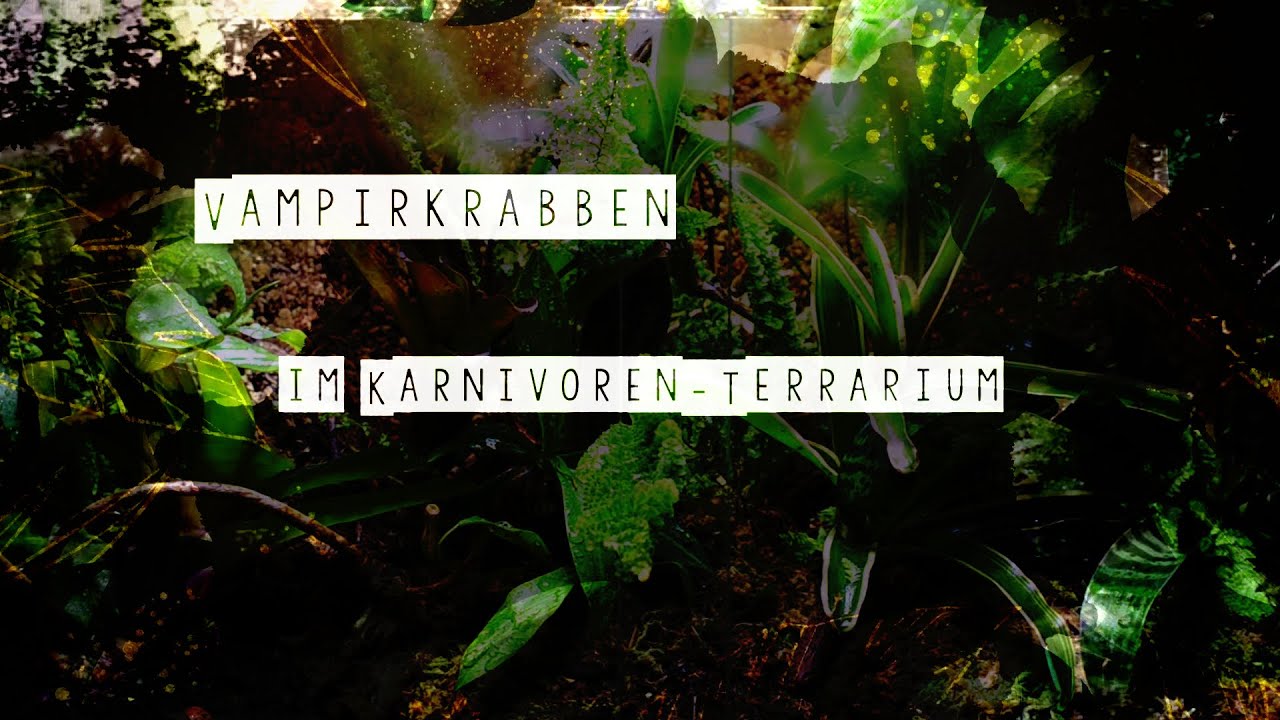 Bromelien-Terrarium mit Vampirkrabben (Geosesarma) | Carniflor