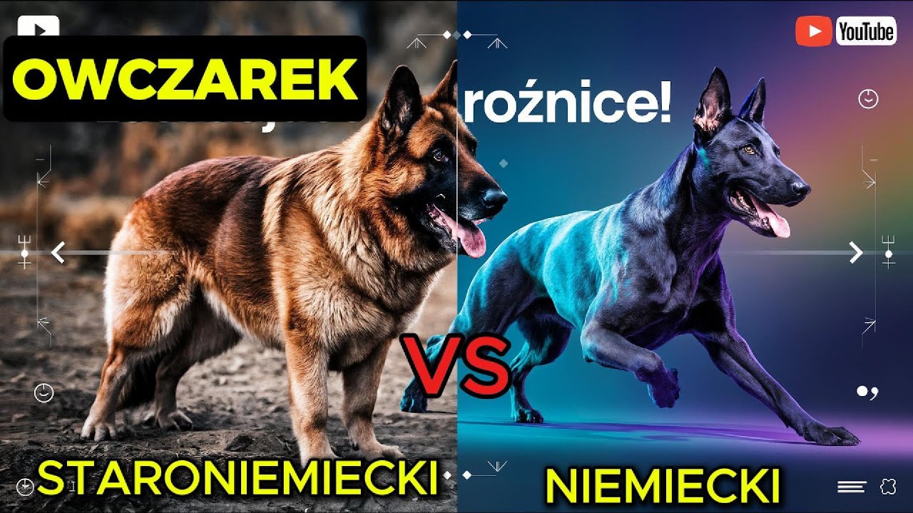 📢 Owczarek Niemiecki vs. Owczarek Staroniemiecki – Który Wybrać? 🐕🔥