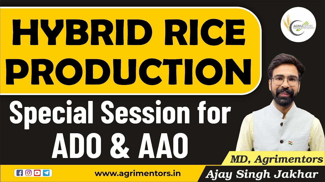 Hybrid Rice Seed Production | Special Session for ADO, AAO, ICAR-JRF, SRF & NET