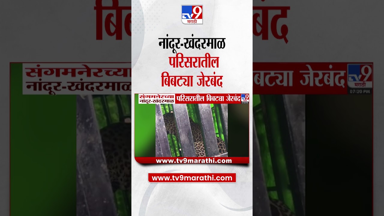 Sangamner Leopard News | नांदूर-खंदरमाळ परिसरातील बिबट्या जेरबंद