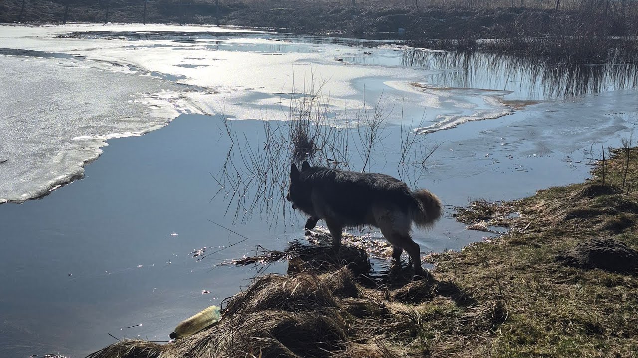 Вихідний день разом з НІМЕЦЬКОЮ ВІВЧАРКОЮ 