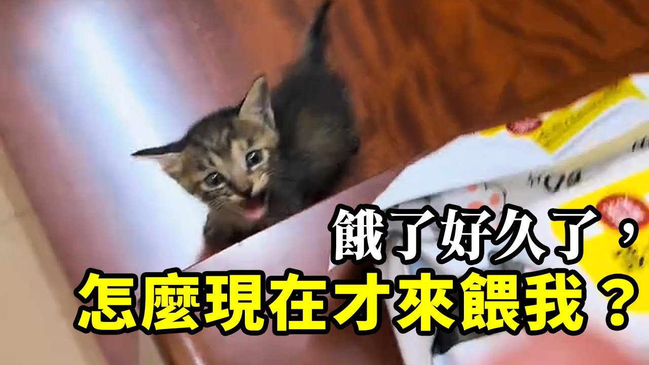 救了只小貓，倒成了他的「奴隸」...