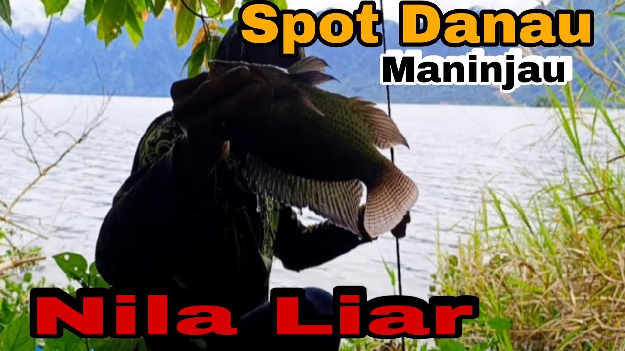 Mancing Nila Liar Danau Maninjau‼️Umpan Nila Liar Danau Beserta Set Pancing Nila Yang Di Gunakan