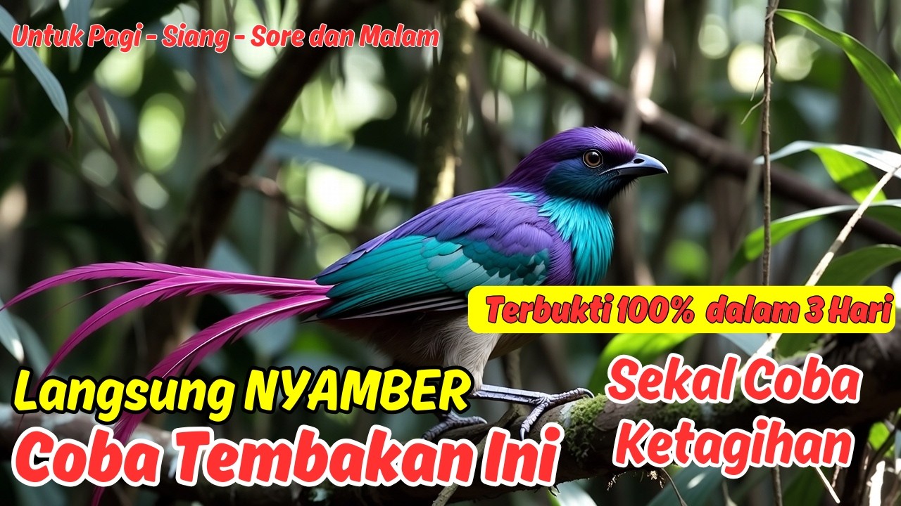 Masteran atau Pancingan Murai Batu Harian Bikin Murai Ngeplong Siang Terik