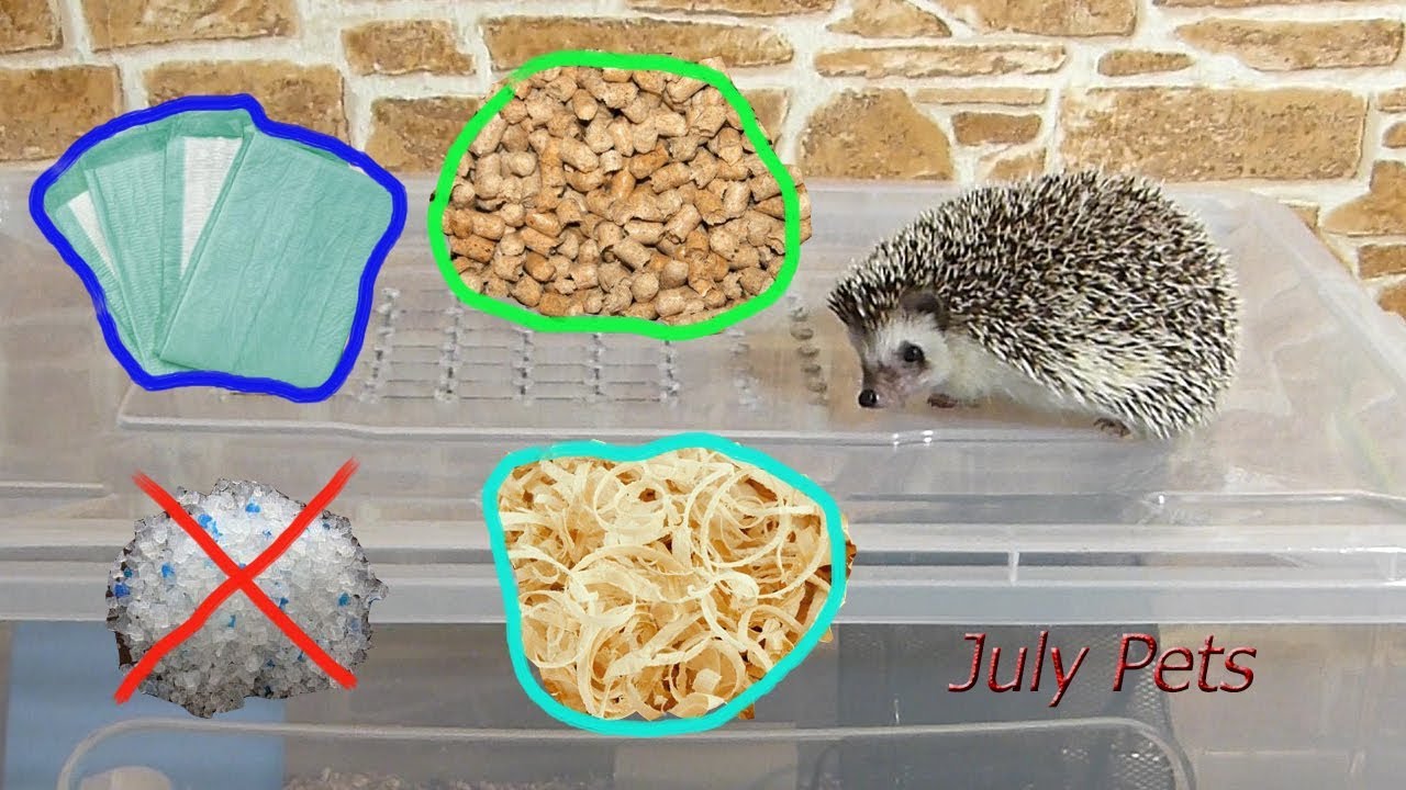 Генеральная уборка у ежика Чижуни ! Какой наполнитель использовать для ежа.