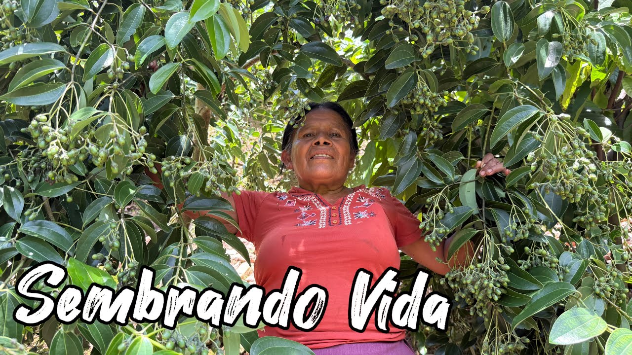 Resultados Sembrando Vida
