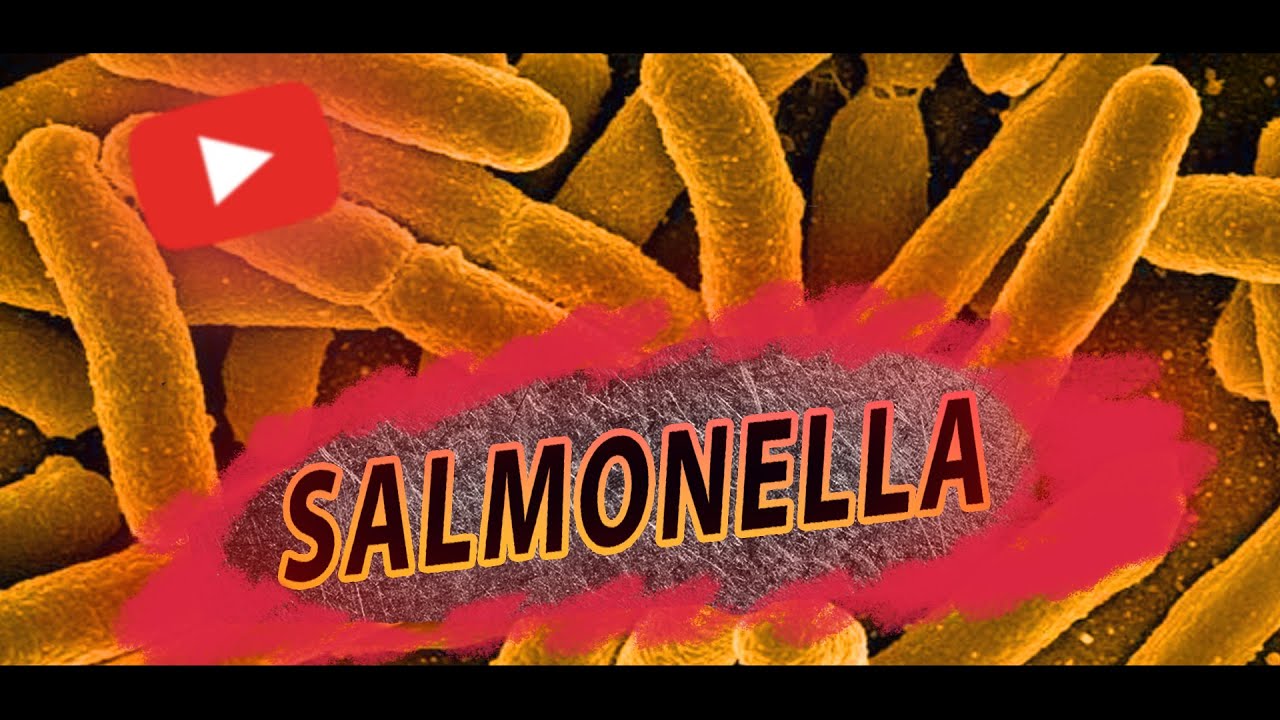 Сальмонели (Salmonella) / Черевний тиф | Паратиф А, В, С | Сальмонельоз