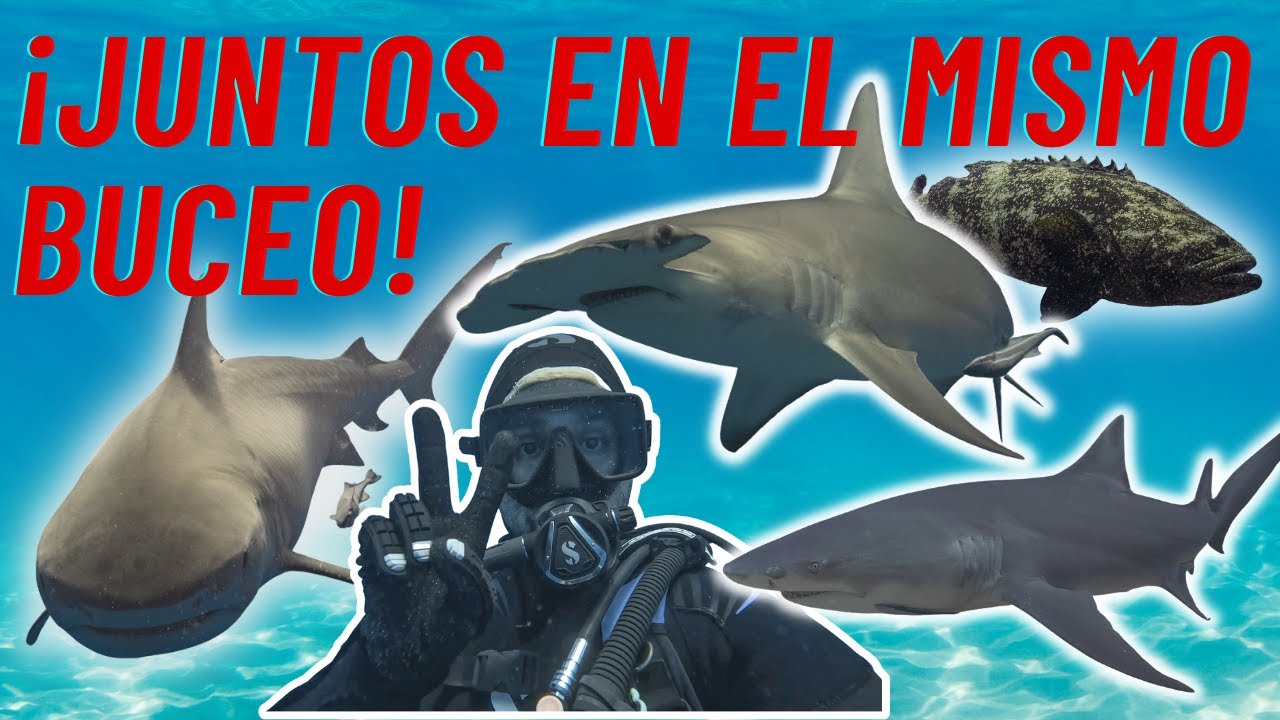 Buceo con el Tiburón Tigre, Martillo y Limón En El Mismo Dia 4K || Shark Dive With Tiger, Hammerhead