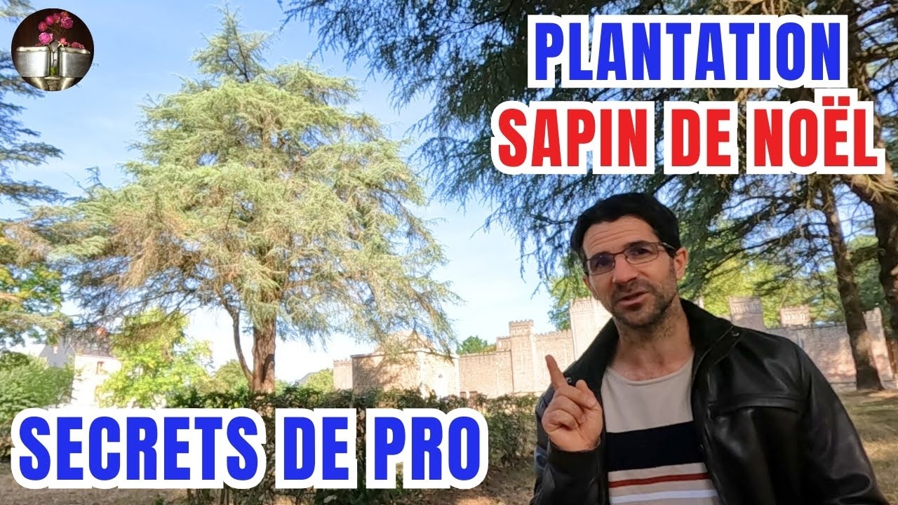 Planter son sapin de Noël vous coûtera 1.500€,  Conseils de pro avant de faire 1 trou dans le jardin
