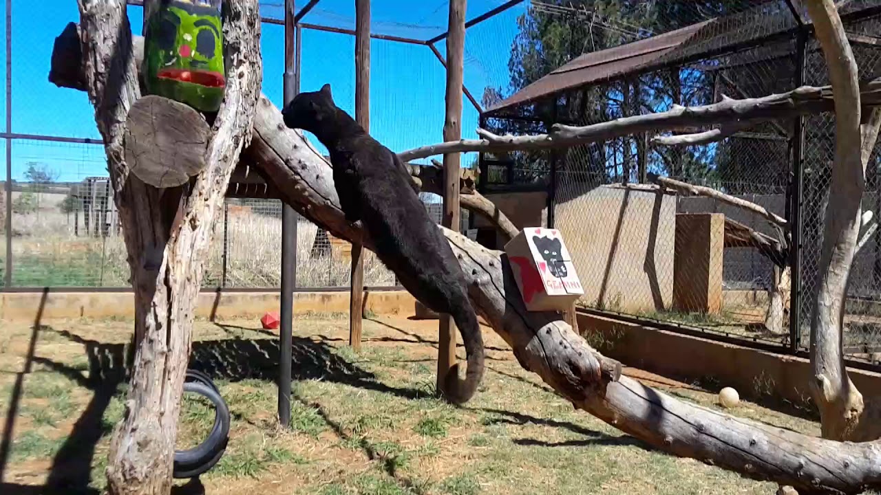 Little leopard loves to investigate!