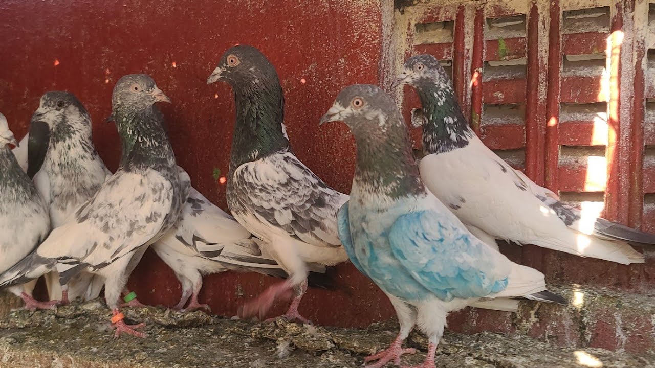 20 پروازی کبوتر بریڈر پروازی مکس 03005112398 #pigeon #pigeonclubrawat #kabootar 