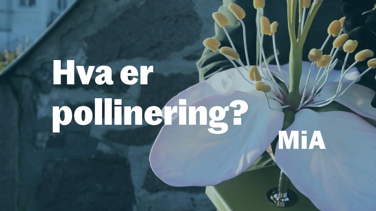Insektspollinering