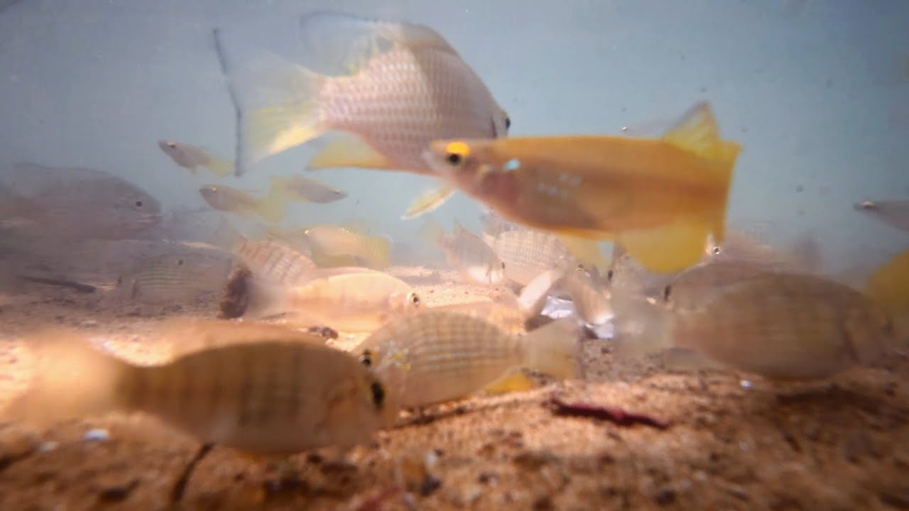 I Fed My Lagoon Fish RAW Egg Yolk! (FirstTime Shock!) 🥚🐟 