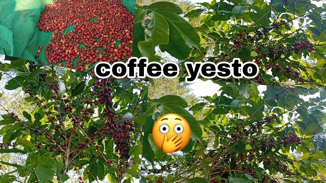 Coffee tiper sakyo//😱🙄//#foryou #youtubechannel 