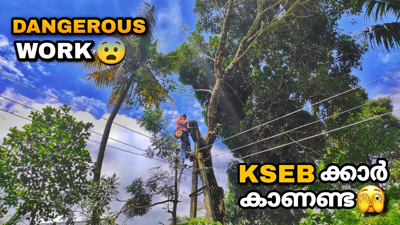 INCREDIBLE! fast skill danger level tree cutting😨 | Tree close to electric line | STIHL ms 382