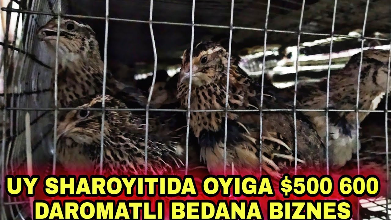 OYLAVI BIZNES BEDANA BOQISH BIZNESI PALATIRIT KASALIGA SHIFO GO'SHTI