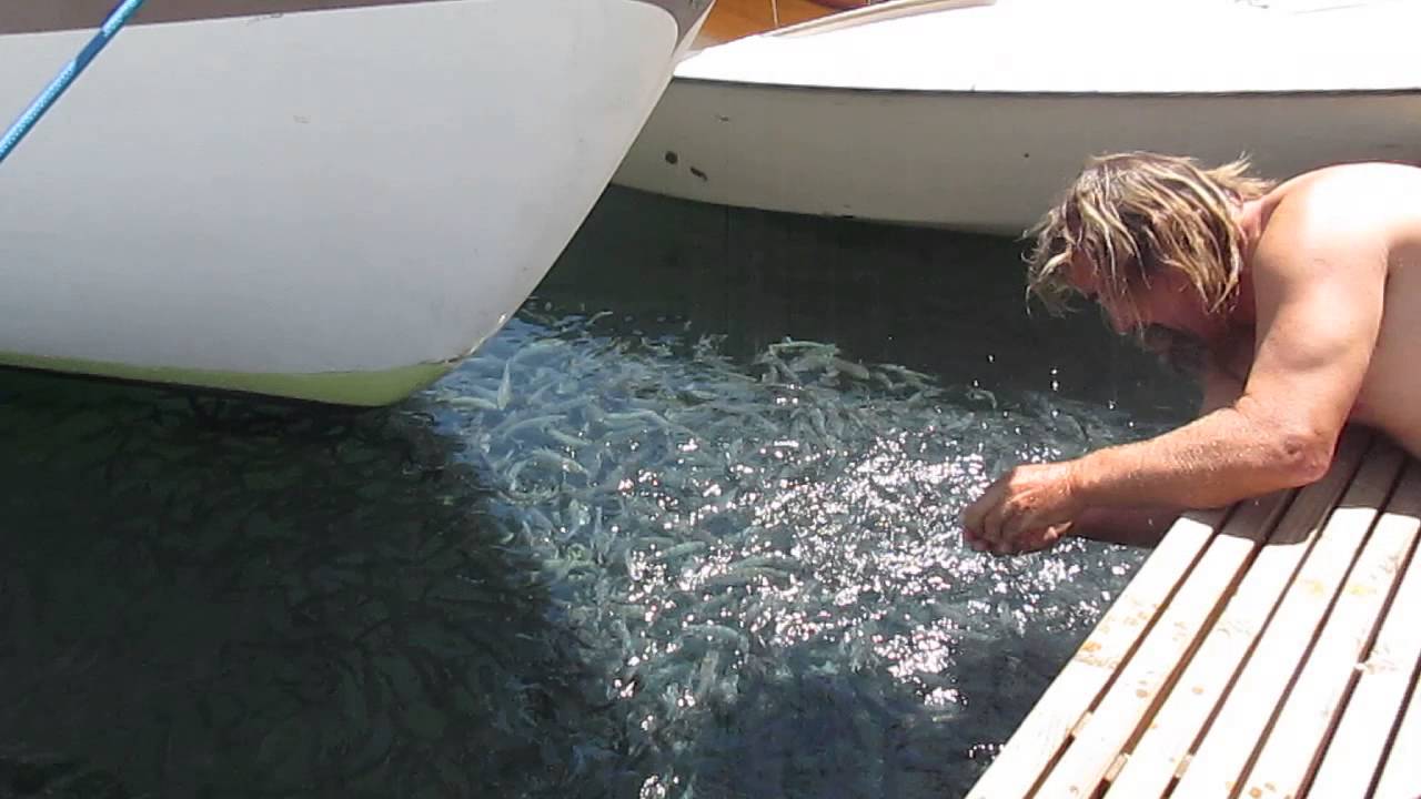 Fishdeck! Oceanside... Hand feeding and hand catching....