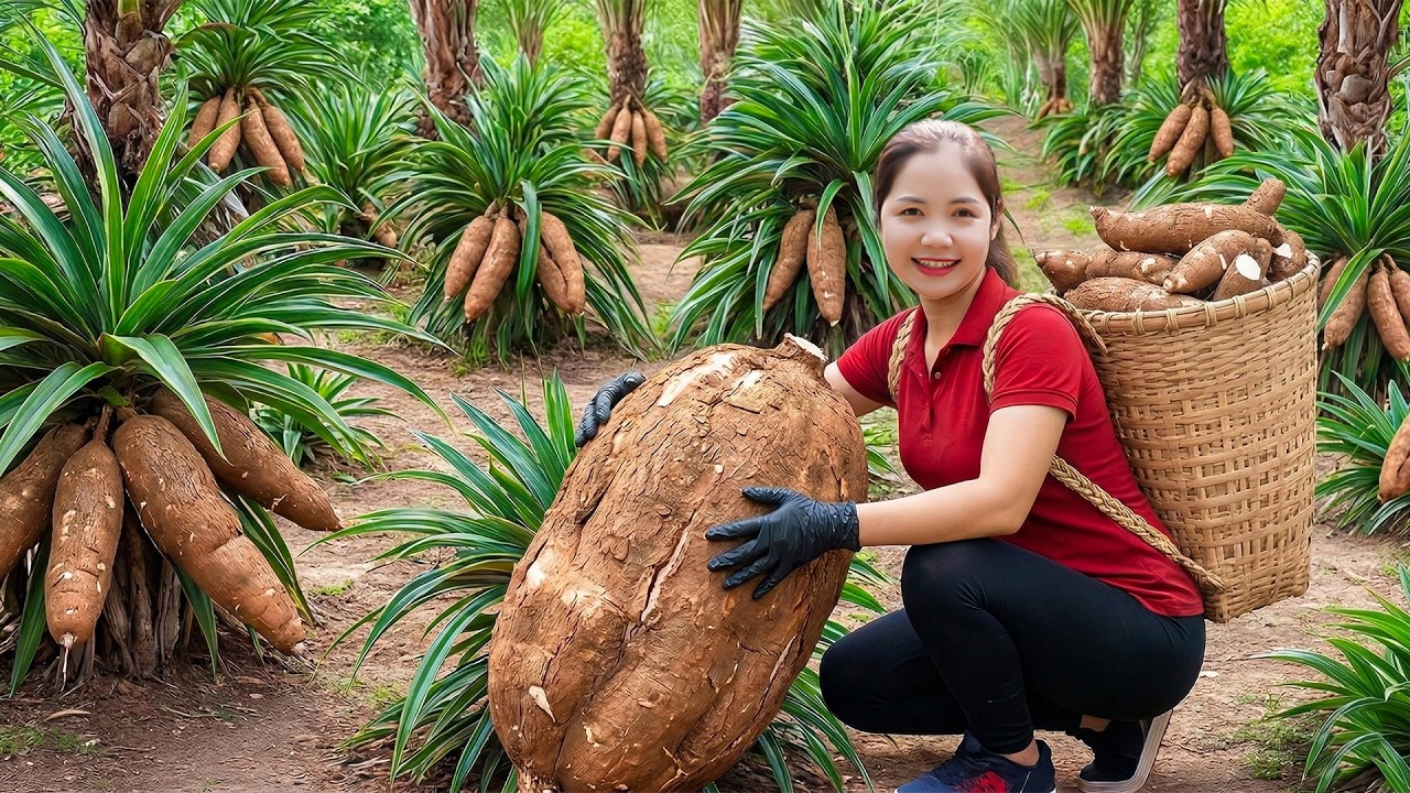 Harvesting 1000kg+ Giant Rare Cassava Roots To Sell At Market, Steamed Cassava with Coconut