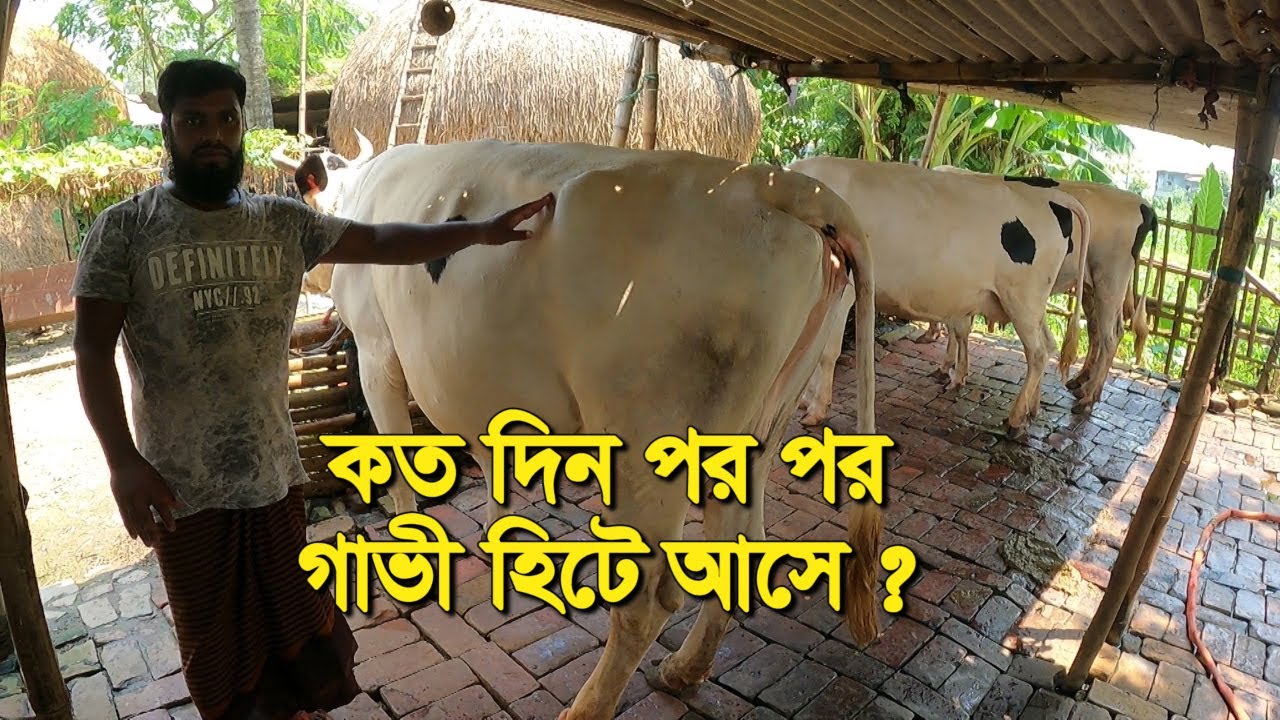 Krishi-161| কতদিন পর পর গাভী হিটে আসে ? কিভাবে গাভীর পরিচর্যা করলে  রোগ কম হবে | মাহবুব ডেইরী ফার্ম