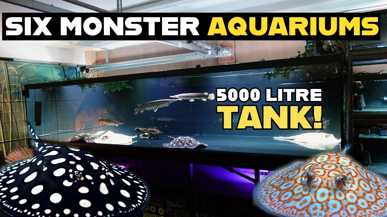 THE UK'S BEST PRIVATE STINGRAY COLLECTION | FISH ROOM TOUR
