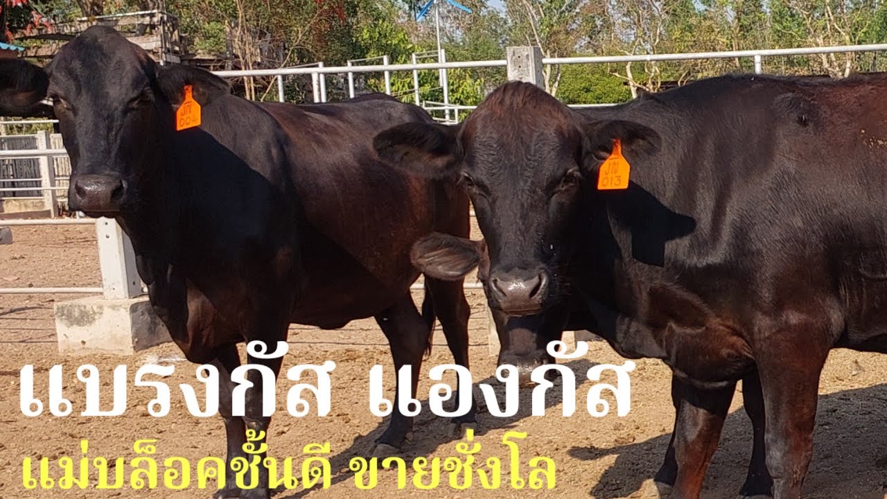แบรงกัส แองกัส แม่บล็อคชั้นดี ถูกแพงว่ากันที่กิโล#พูดจาภาษาวัว 